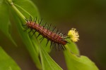 Phalanta phalantha