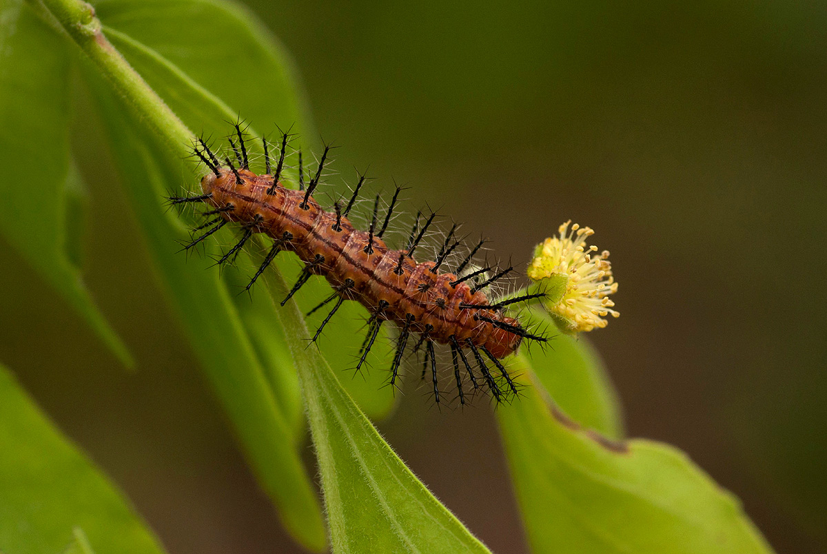 Phalanta phalantha