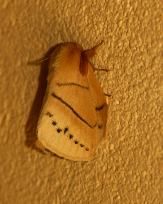 Philotherma rosa
