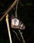 Amauris ochlea