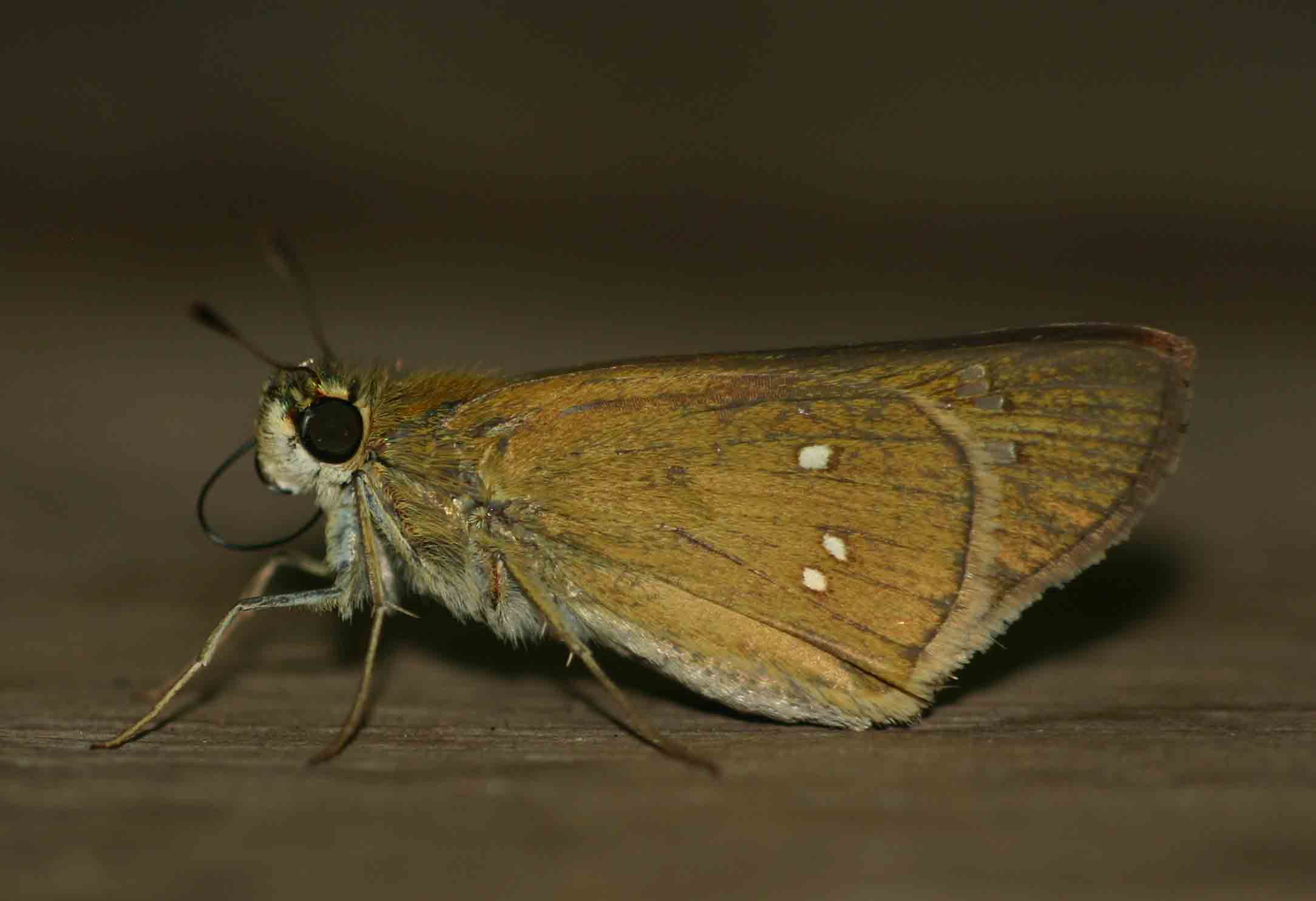 Borbo borbonica