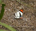 Colotis evippe