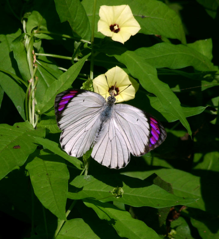 Colotis ione