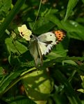 Colotis ione