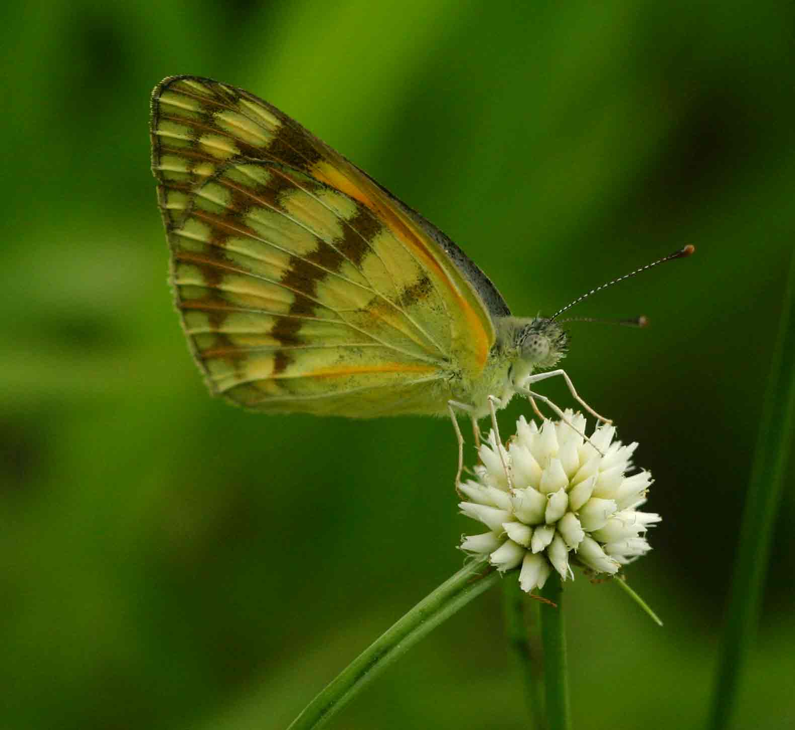 Colotis vesta Colotis vesta