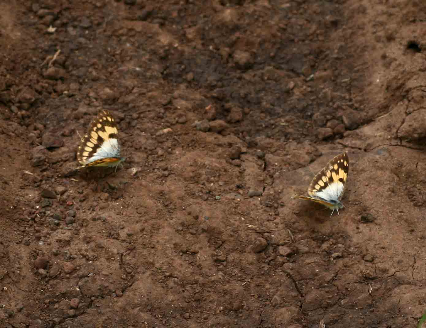 Colotis vesta Colotis vesta