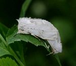 Naroma varipes