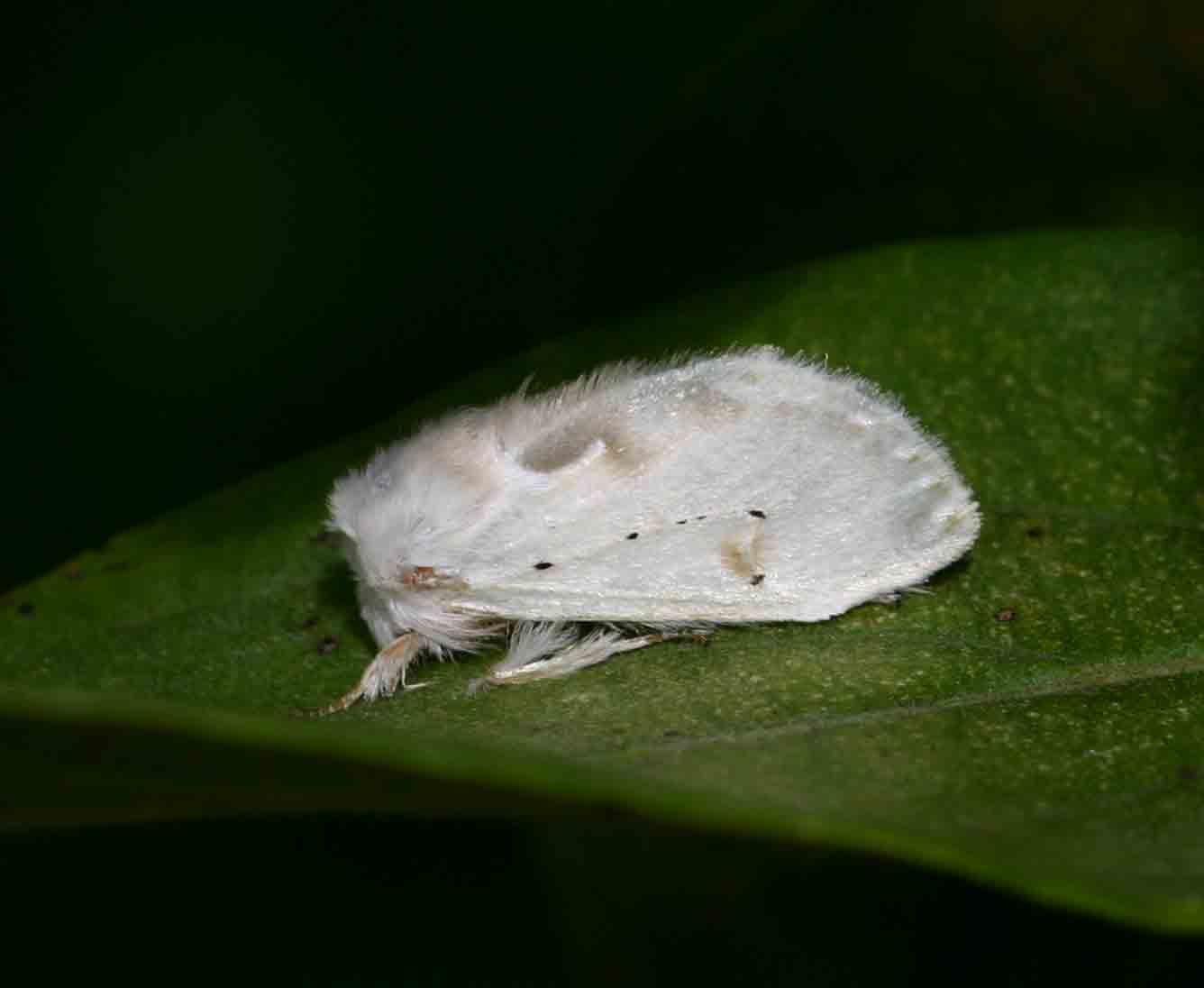 Naroma varipes