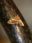 Spoladea recurvalis