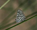 Tarucus sybaris