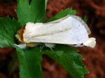 Antheua simplex
