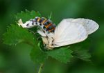 Antheua simplex