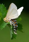 Antheua simplex