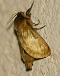 Gorgopis libania