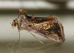 Chrysodeixis chalcites