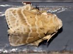 Eucraera gemmata