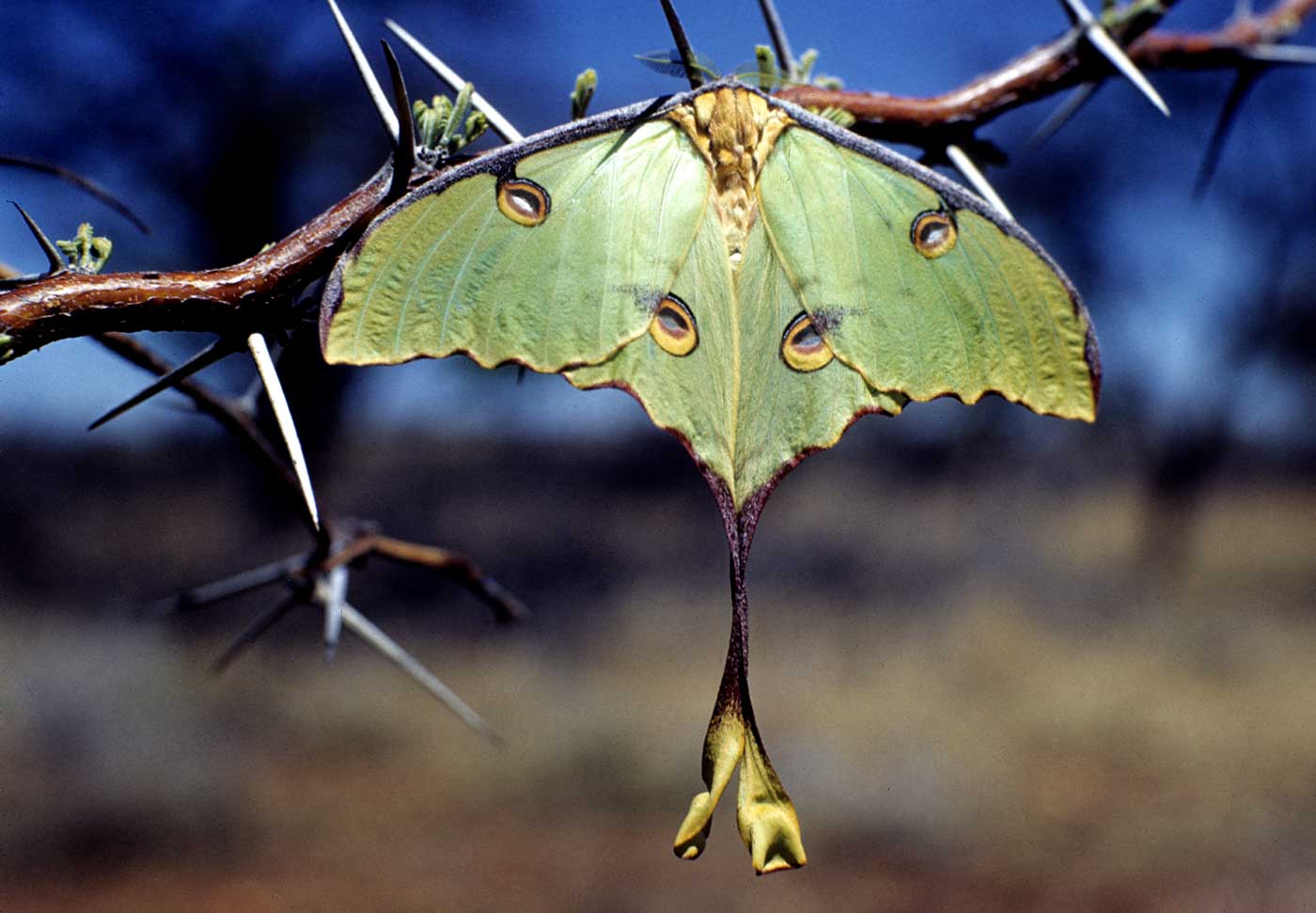 Argema mimosae