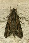 Agrius convolvuli