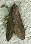 Agrius convolvuli