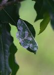 Rhodesia viridalbata
