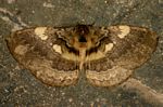 Striphnopteryx edulis