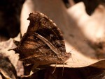 Gnophodes betsimena