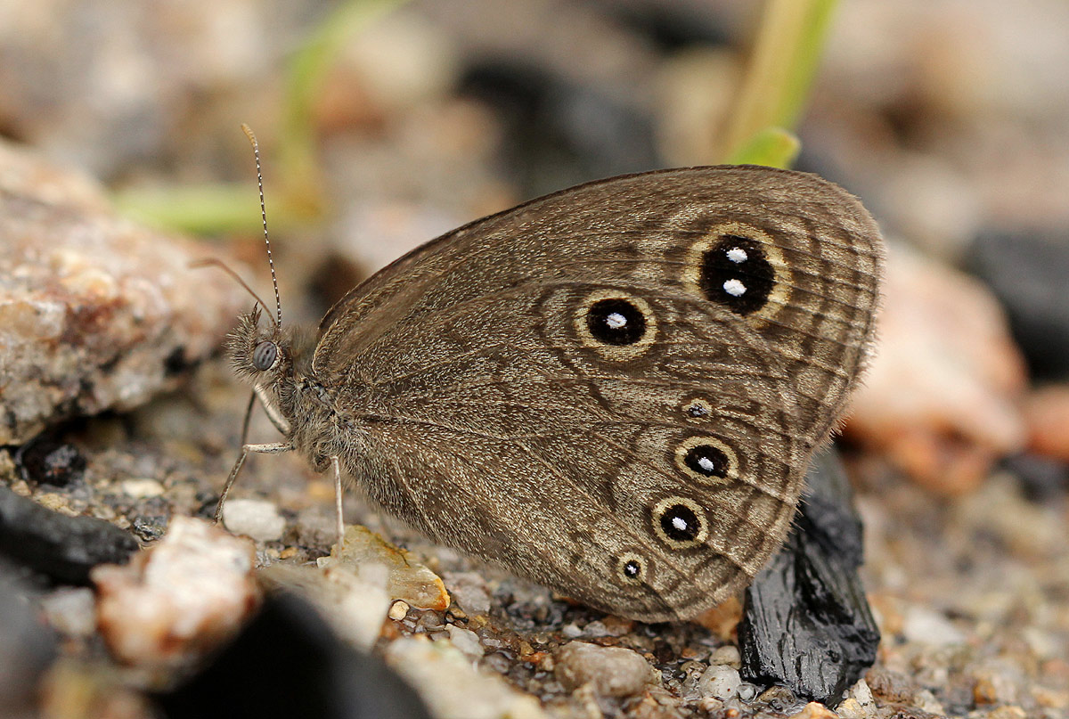 Coenyropsis bera