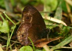 Bicyclus campinus