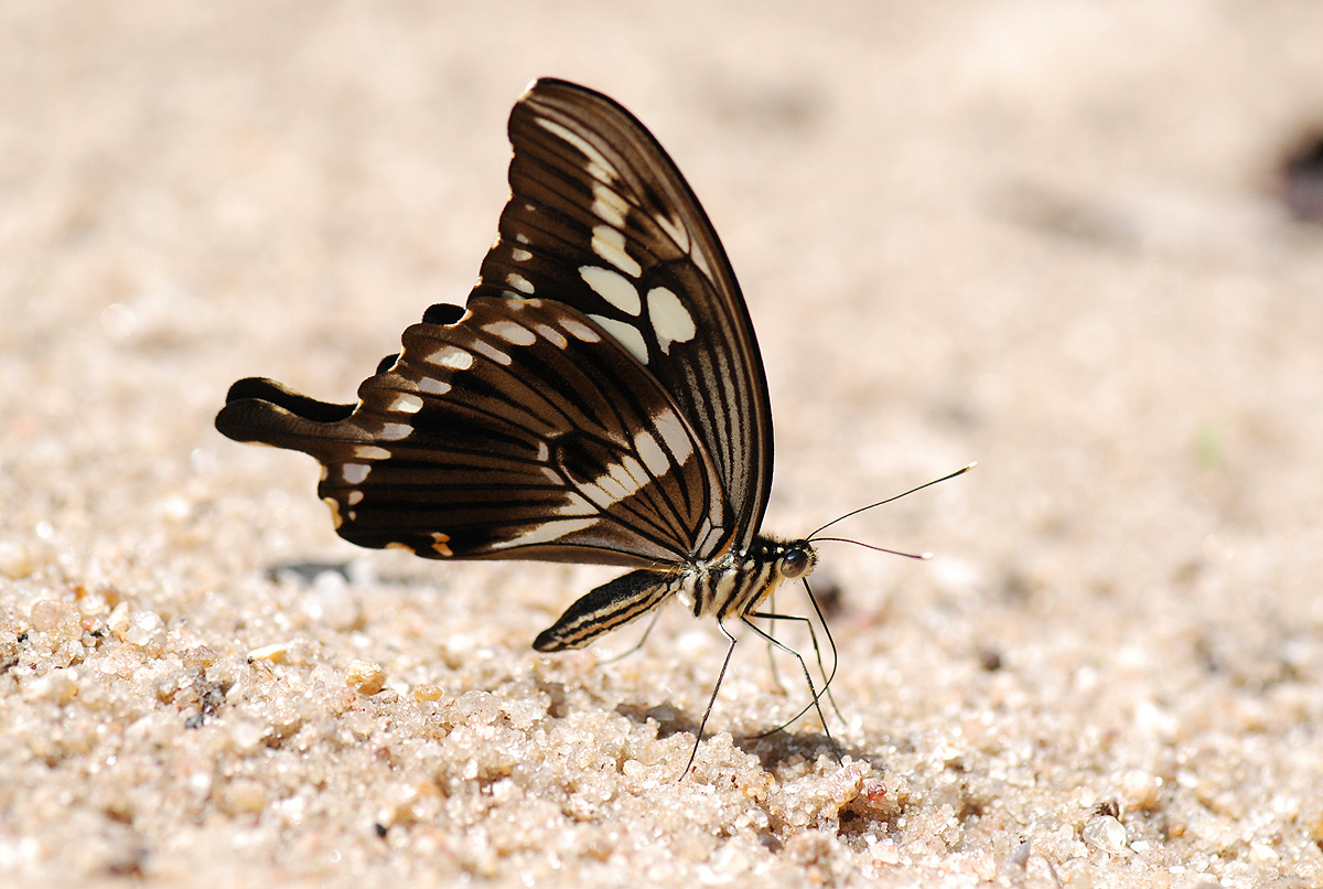 Papilio constantinus Papilio constantinus