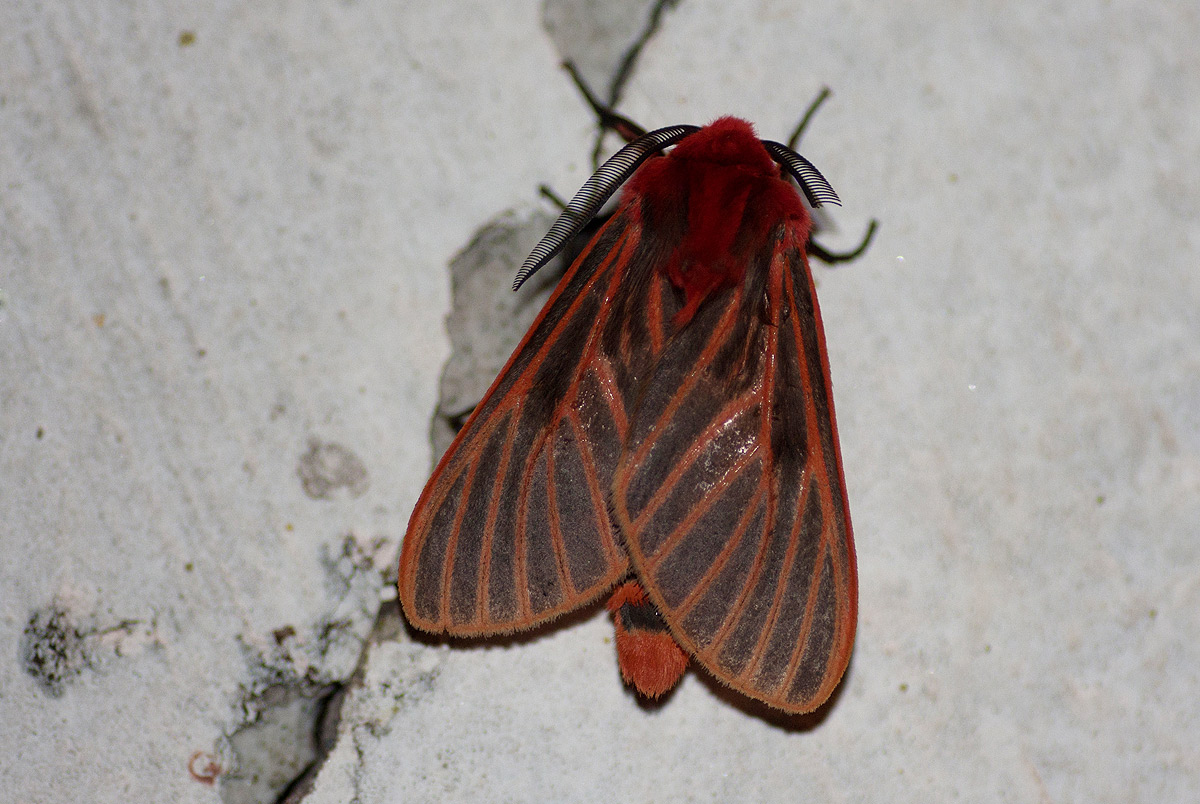 Metarctia lateritia