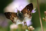 Eagris sabadius