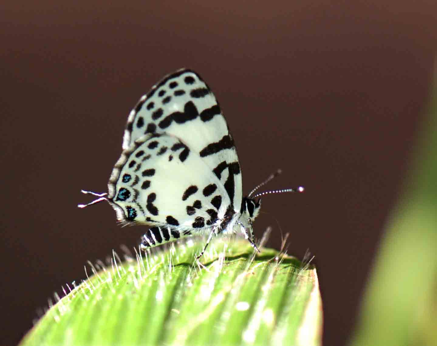 Tuxentius ertli