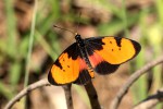 Acraea anemosa