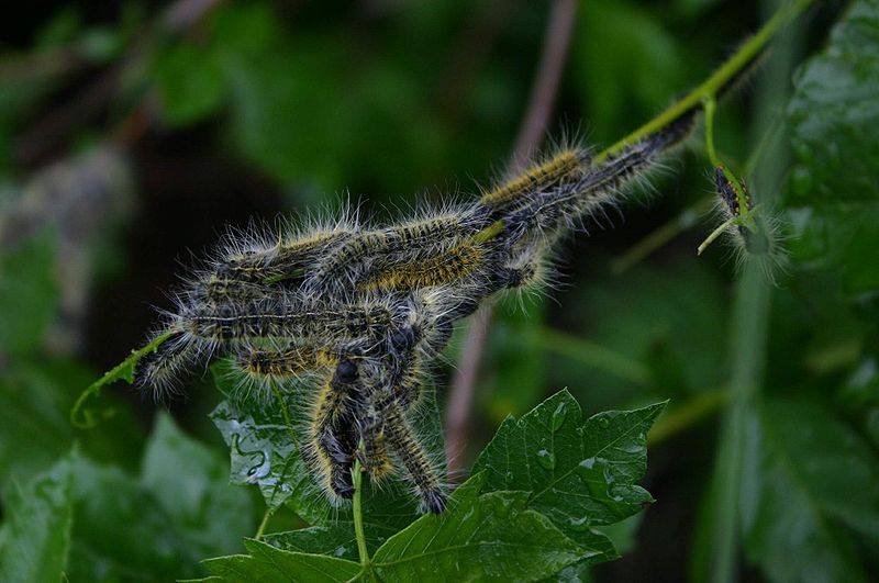Bombycomorpha bifascia