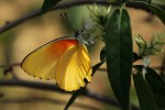 Mylothris agathina