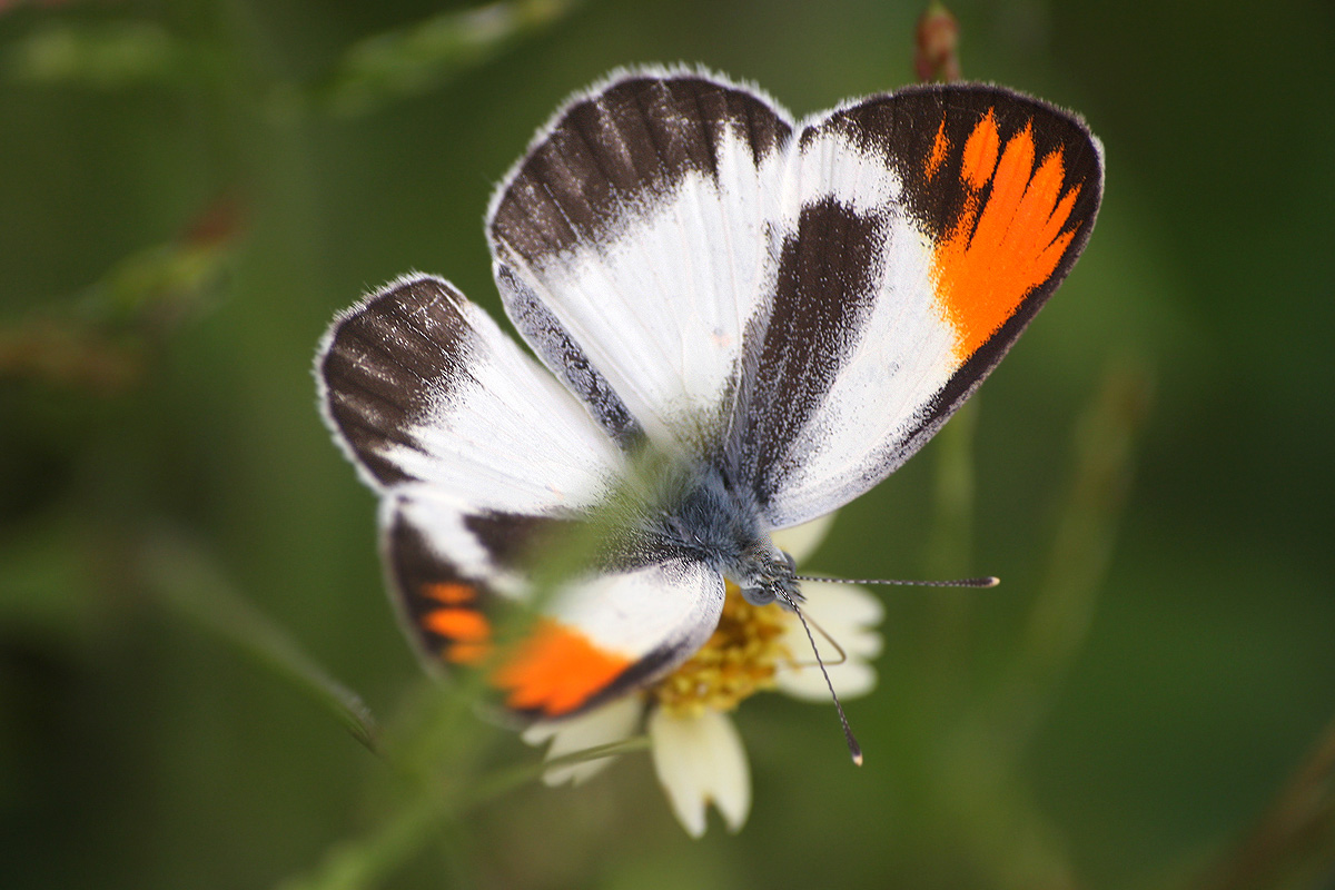 Colotis evagore