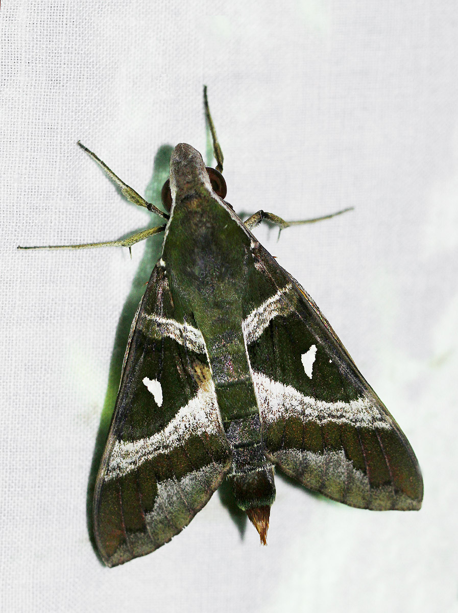 Nephele argentifera