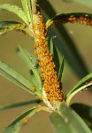 Aphis nerii