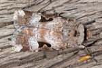 Ariathisa abyssinia