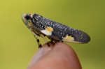 Ptyelus grossus
