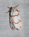 Cyana pretoriae