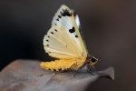 Ovios capensis