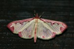 Cadarena Pudoraria