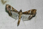 Maruca vitrata