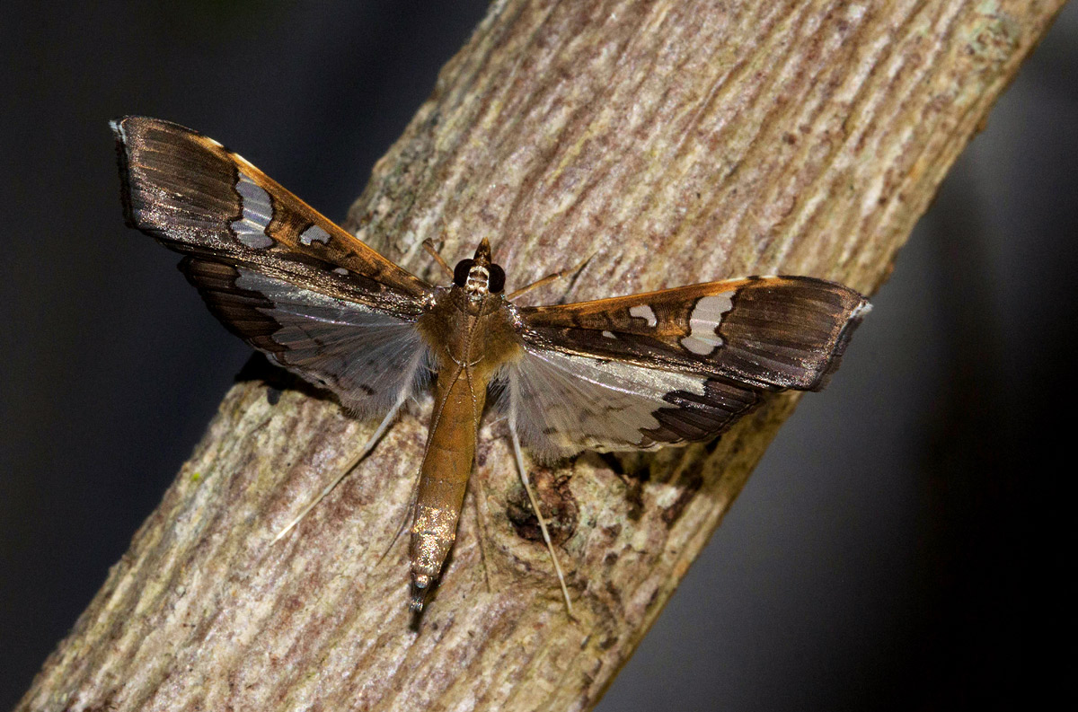 Maruca vitrata