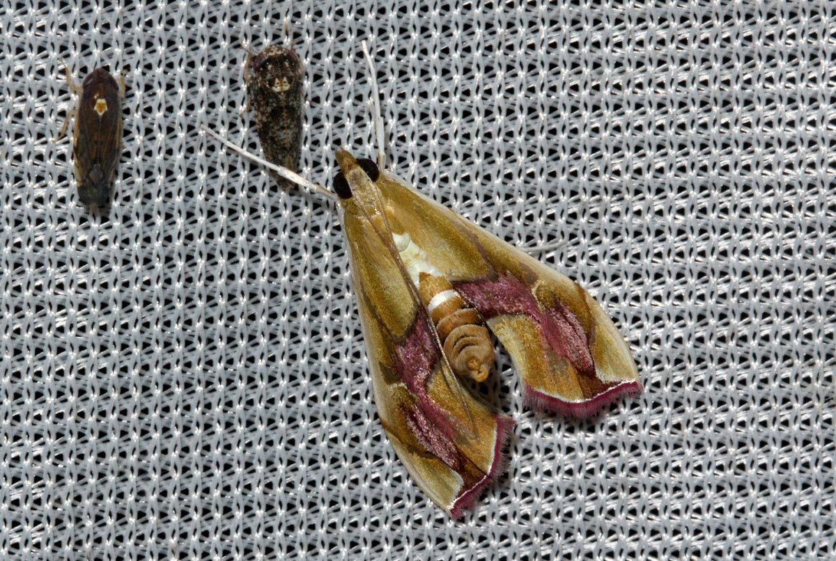 Agathodes musivalis