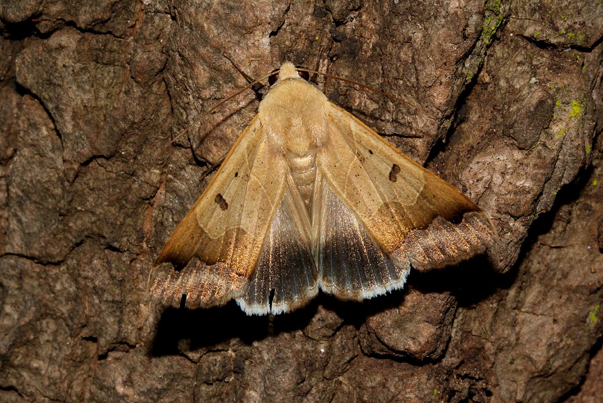 Ophiusa mejanesi