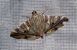 Glyphodes stolalis