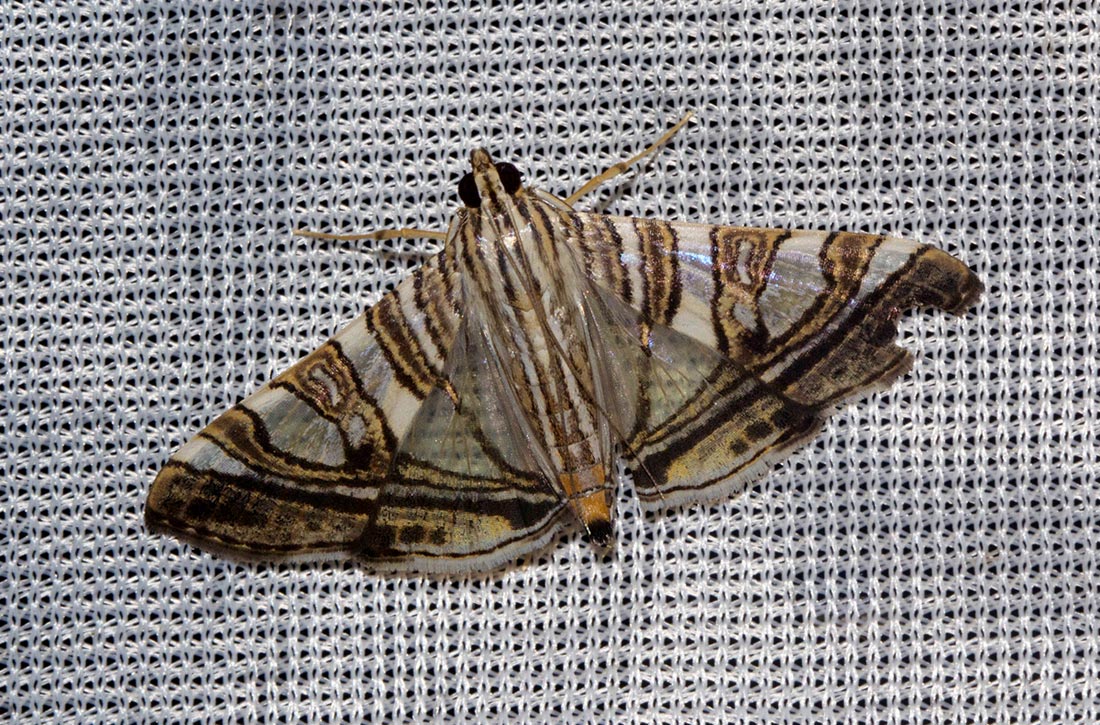 Glyphodes stolalis