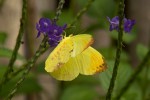 Eronia leda
